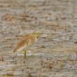 Crabier chevelu en Camargue